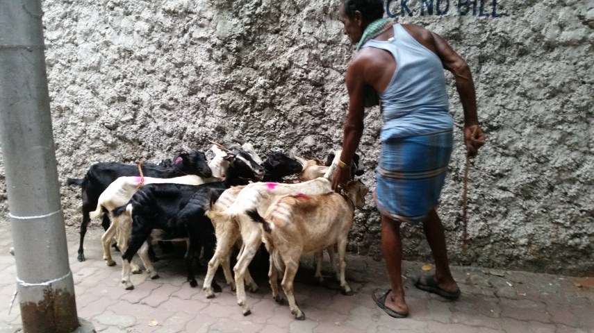 En gjeter som ikke fikk helt kontroll på geiteflokken sin